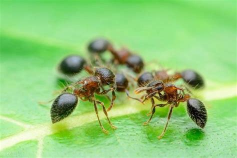 无花果樹 螞蟻是怎麼出現的